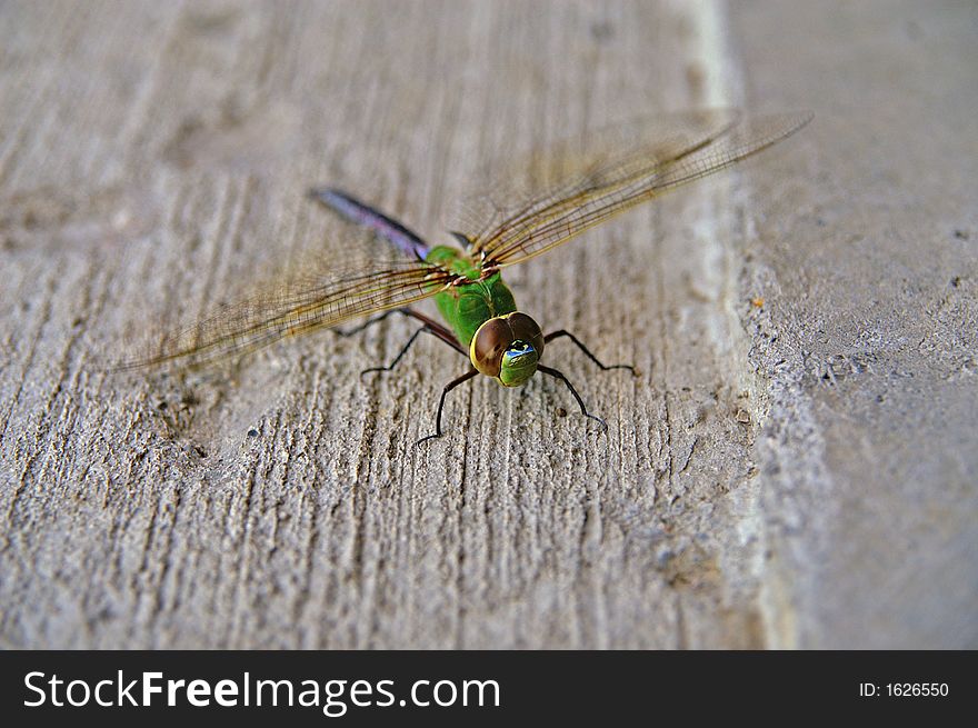 A colorful dragonfly landed on a concrete floor