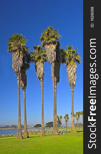 A photo of tall palms at Mission Bay, San Diego