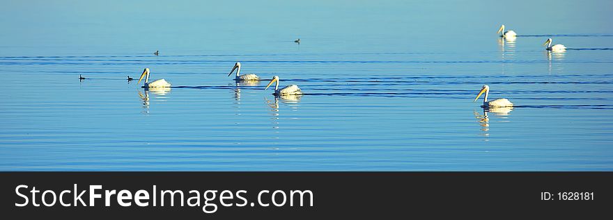 A photo of pelicans on Salten Sea (California)