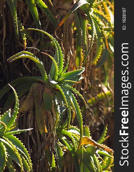 Cactus plant on a sunny day