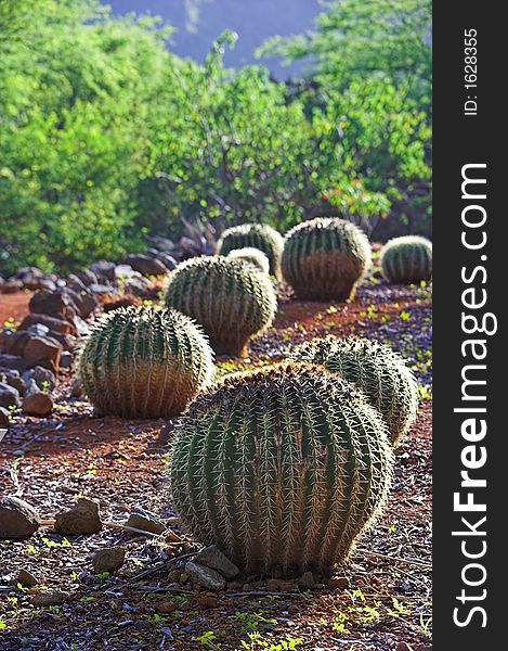 Cactus on a sunny day