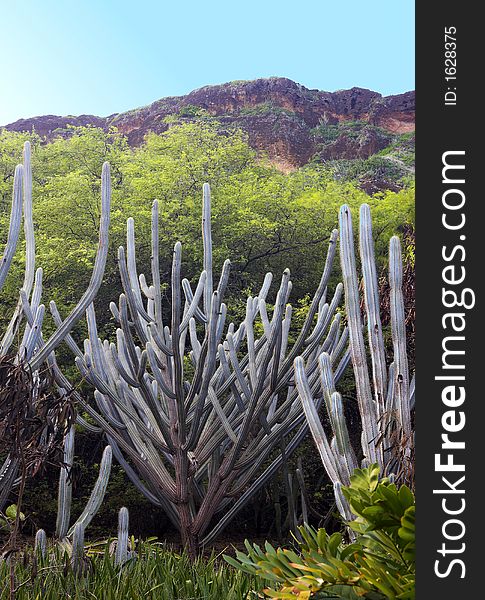 Cactus inside the volcano Koko Head, Oahu, Hawaii. Cactus inside the volcano Koko Head, Oahu, Hawaii