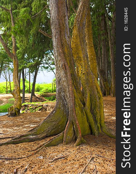 Old tree at Bellows Beach, Hawaii