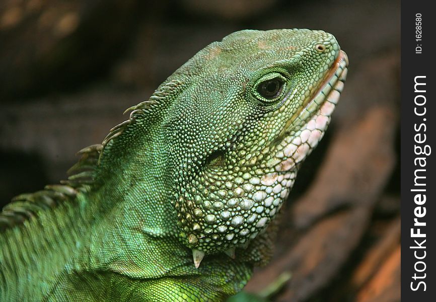 Close-up of Chineese Water Dragon Lizard. Close-up of Chineese Water Dragon Lizard