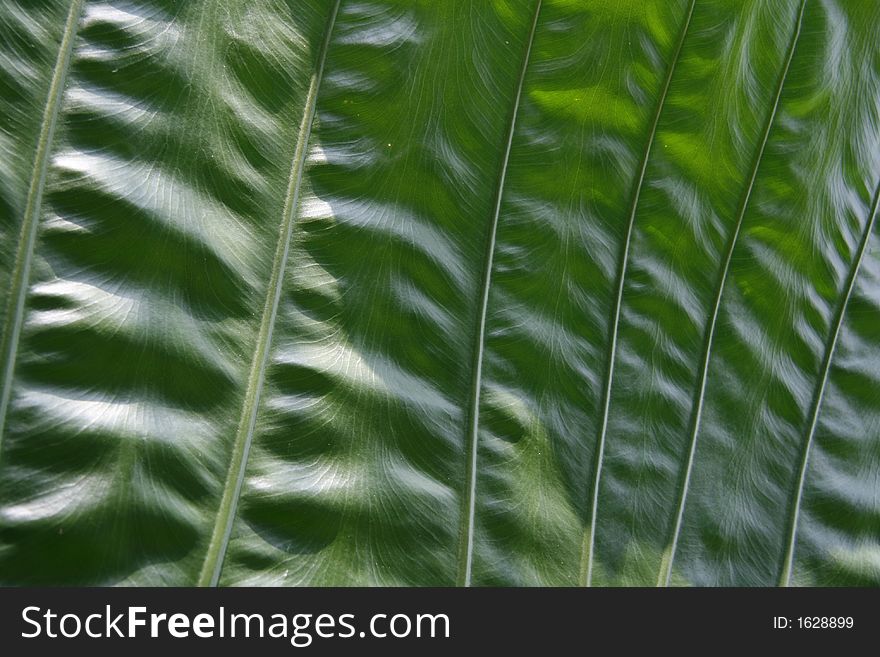 Close-up of a large green leaf showing detail Can be used as background. Close-up of a large green leaf showing detail Can be used as background