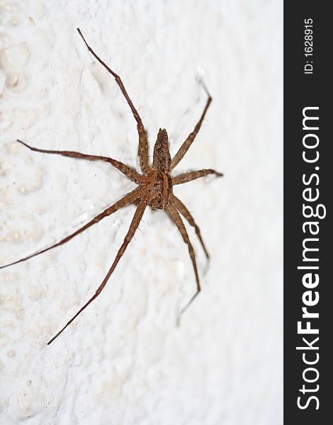 The huge brown spider sits quietly on the wall, waiting for an unsuspecting victim to pass by before it pounces. Look closely at the head and you'll see three gelaming black eyes peeking out. The huge brown spider sits quietly on the wall, waiting for an unsuspecting victim to pass by before it pounces. Look closely at the head and you'll see three gelaming black eyes peeking out.