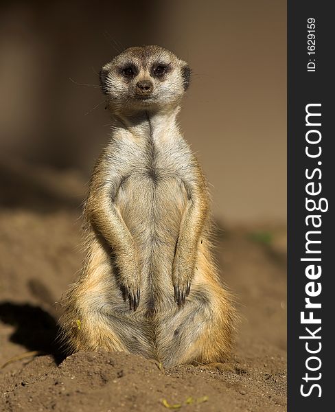 Attentive ground squirrel, South Africa