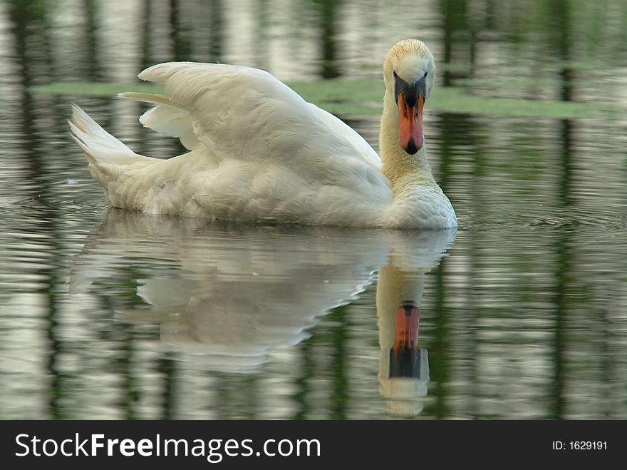 Mute Swan(Cygnus Olor)