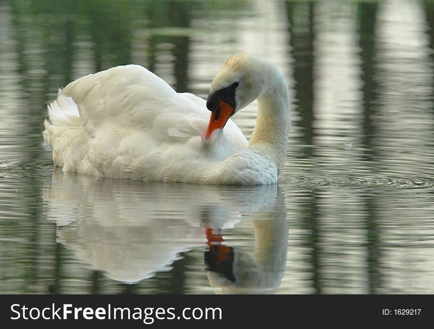Mute Swan(Cygnus Olor)