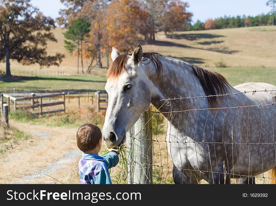 Little boy feeding horse at farm