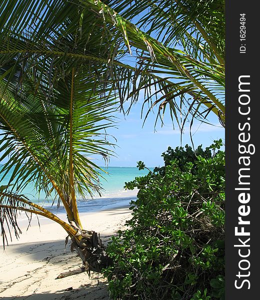 Palms on a tropical beach. Palms on a tropical beach