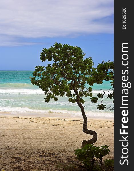 Beach Tree