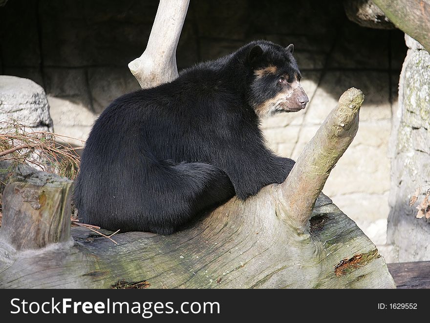 Spectacled Bear 4