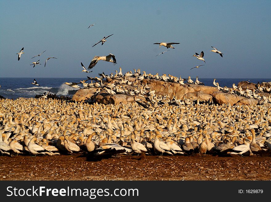 A flock of gannets at Bird Island , lamberts Bay, South Africa. A flock of gannets at Bird Island , lamberts Bay, South Africa.