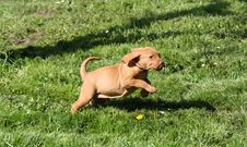 Magyar Vizsla Puppy Royalty Free Stock Images Magyar Vizsla Puppy Royalty Free Stock Images