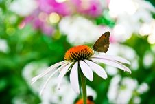 Butterfly On A Coneflower Royalty Free Stock Photo
