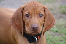 Magyar Vizsla Puppy Royalty Free Stock Photo Magyar Vizsla Puppy Royalty Free Stock Photo