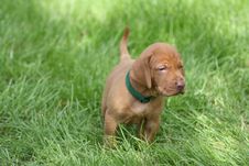 Magyar Vizsla Puppy Royalty Free Stock Photos Magyar Vizsla Puppy Royalty Free Stock Photos