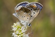 Common Blue Butterfly Royalty Free Stock Photography Common Blue Butterfly Royalty Free Stock Photography