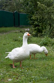 Two Geese Royalty Free Stock Images Two Geese Royalty Free Stock Images