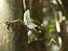 Green Lizard Hunting On Tree Stock Photography
