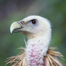 Head Of Vulture Stock Image
