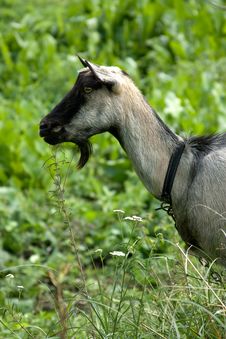 Goat Royalty Free Stock Photography