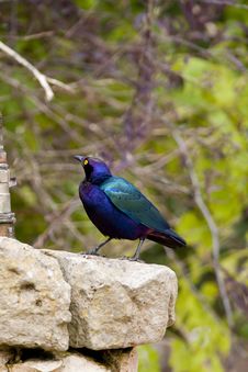 Purple Glossy-starling Royalty Free Stock Image
