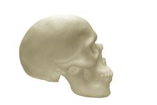 Human Skull Stock Photography Human Skull Stock Photography