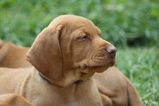 Magyar Vizsla Puppy Stock Photography Magyar Vizsla Puppy Stock Photography