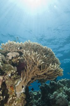 A Pristine Tropical Table Coral Reef. Stock Photo A Pristine Tropical Table Coral Reef. Stock Photo