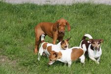 Magyar Vizsla Puppy With Jackies Stock Photo Magyar Vizsla Puppy With Jackies Stock Photo