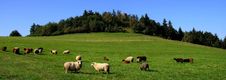 Sheep Grazing Royalty Free Stock Image