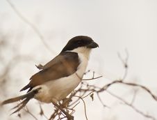 Portrait Of A Long-tailed Fiscal Stock Photos