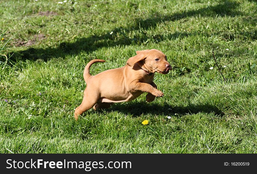 Magyar Vizsla Puppy in the garden