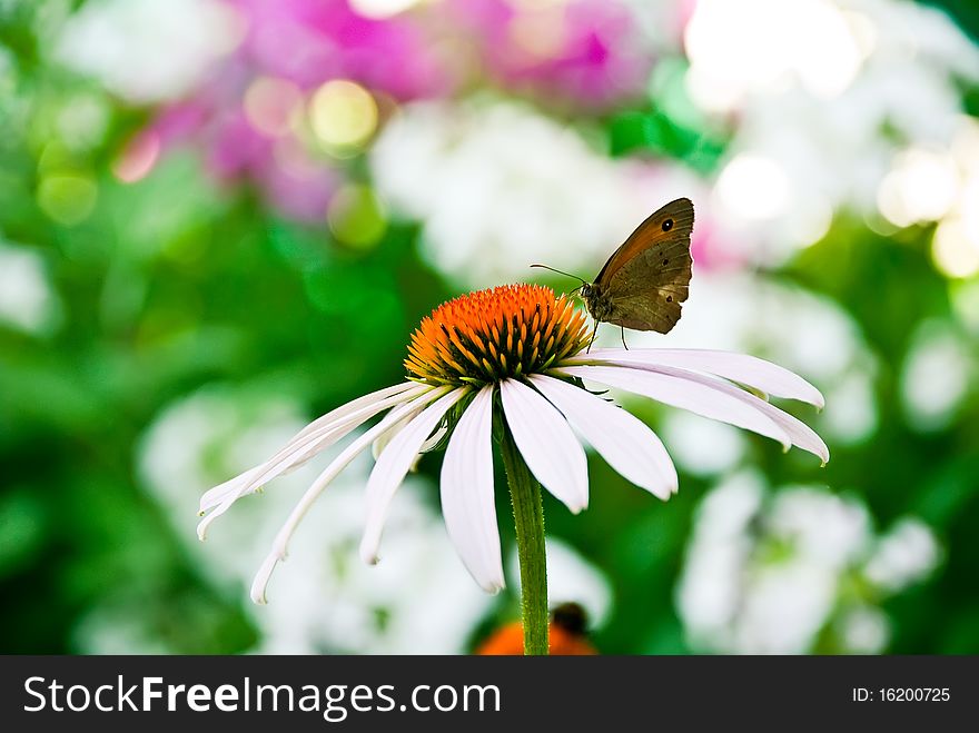 Butterfly on a coneflower