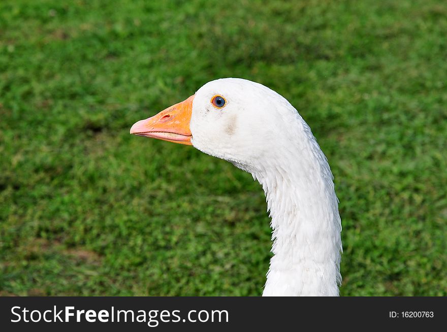 Goose on the farm. Allow to get acquainted.
