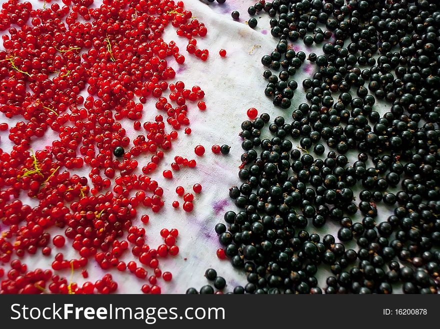 Red and black currant