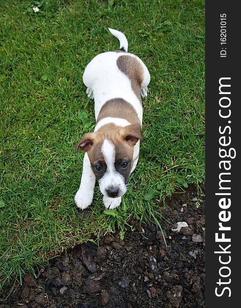 Jack Russell Terrier Puppy in the garden