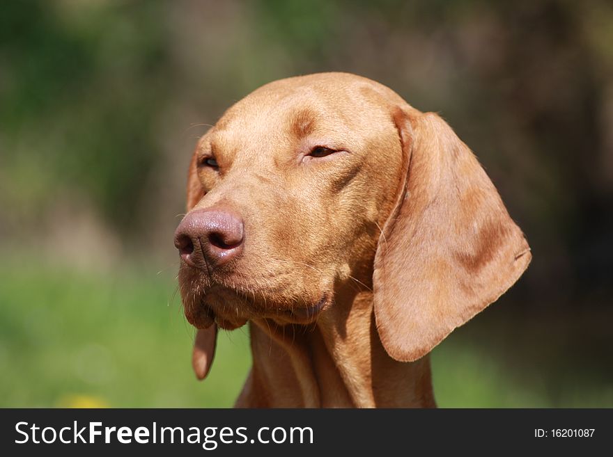 Magyar Vizsla Dog