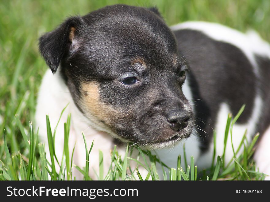 Jack Russell Terrier Puppy in the garden