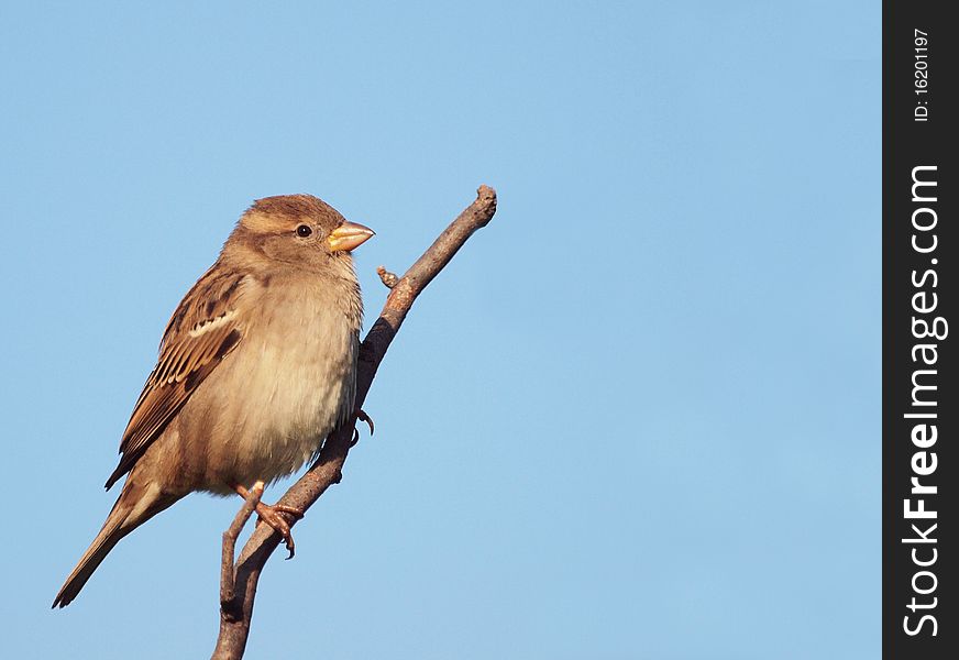 A female House Sparrow perching on a twig with the sky in the background.