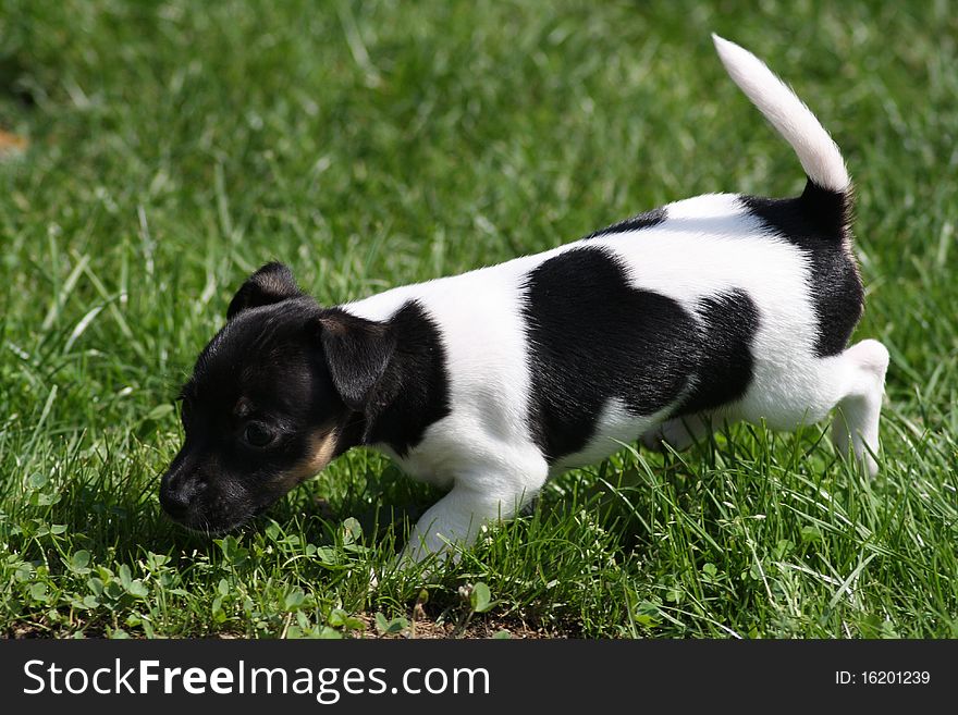 Jack Russell Terrier Puppy in the garden