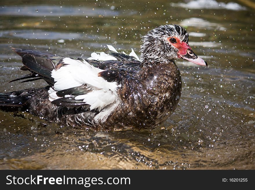 View of a duck taking a bath on a river.