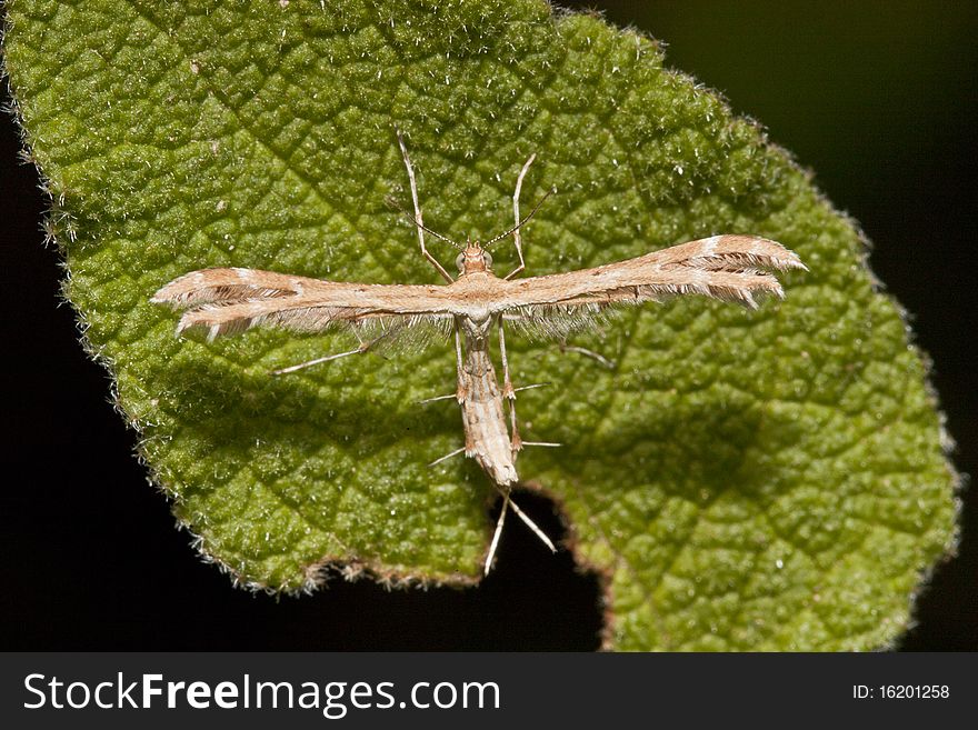 Close up view of a very tiny butterfly called micromoth.