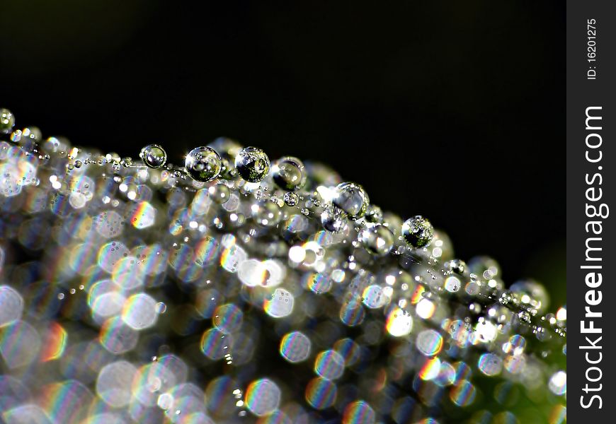 Water drops on cobweb on black background. Water drops on cobweb on black background