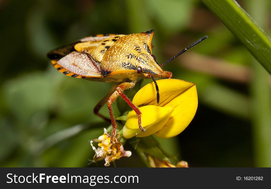 Close view of a orange common shield bug crawling up a flower. Close view of a orange common shield bug crawling up a flower.