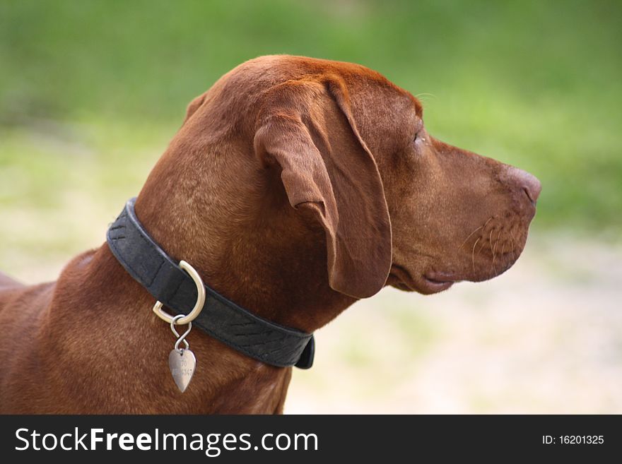 Magyar Vizsla dog at work