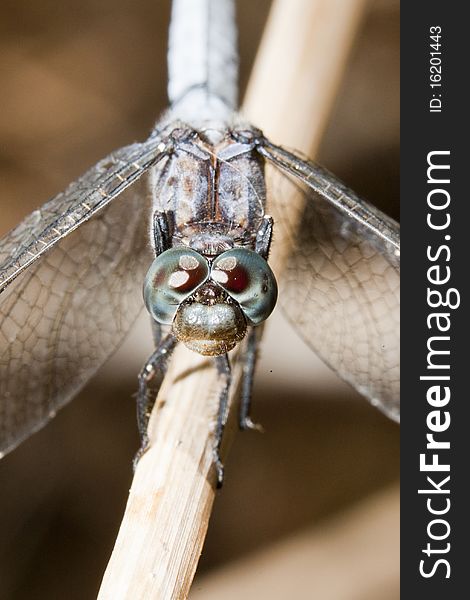 Close up view of a keeled skimmer dragonfly sitting on a branch.