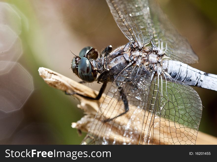 Close up view of a keeled skimmer dragonfly sitting on a branch.